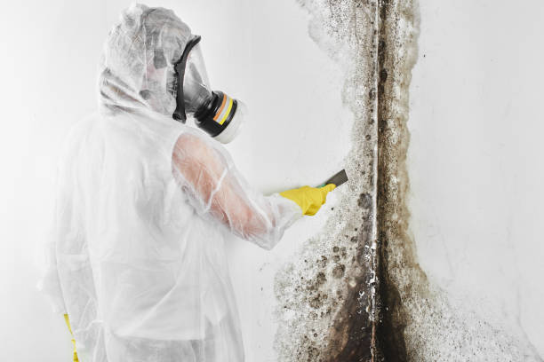 Best Office Mold Removal Services  in Ponder, TX