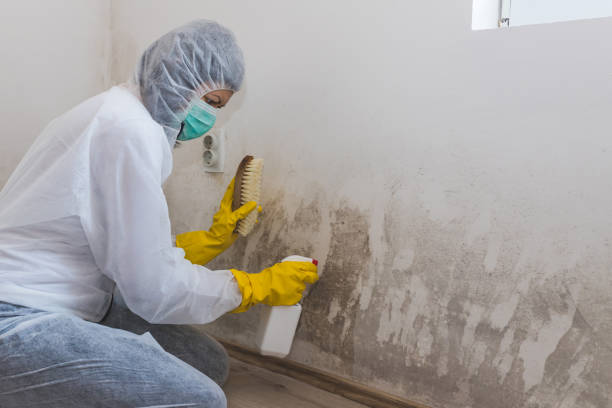 Best Fast Mold Removal  in Ponder, TX