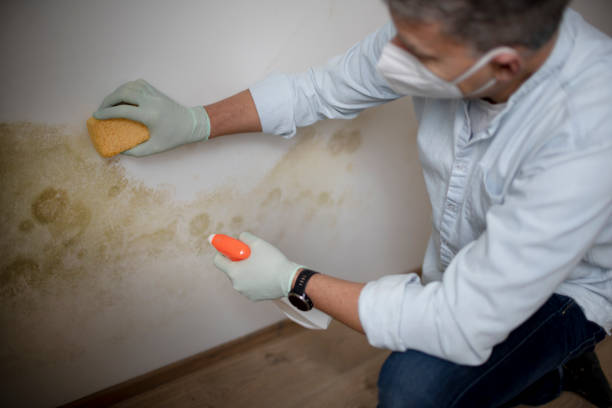 Professional Mold Removal in Ponder, TX