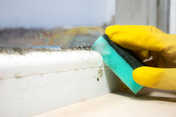 Best Local Mold Removal Service  in Ponder, TX