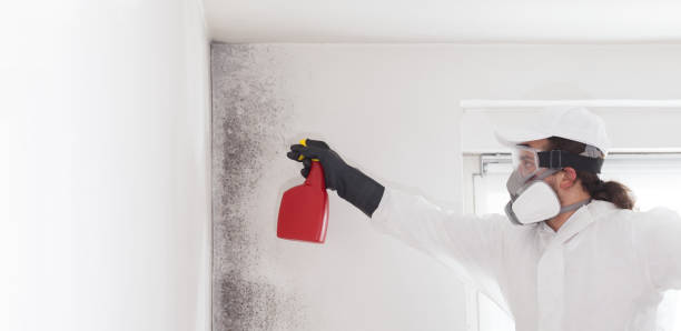Best Certified Mold Removal  in Ponder, TX