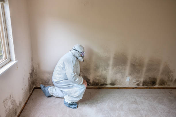 Best Black Mold Removal  in Ponder, TX