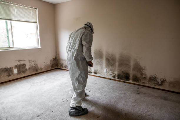 Best Residential Mold Removal  in Ponder, TX