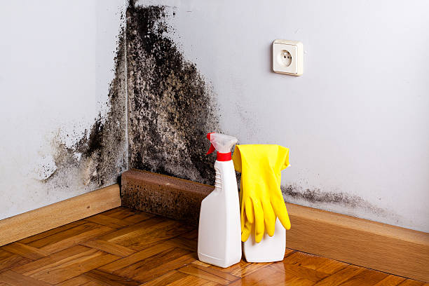 Best Mold Damage Repair  in Ponder, TX