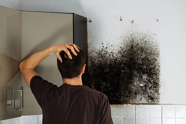 Mold Removal Process in Ponder, TX