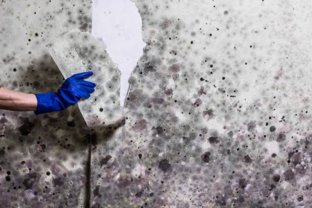 Best Mold Cleaning Services  in Ponder, TX