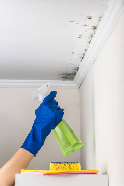 Best Mold Remediation  in Ponder, TX